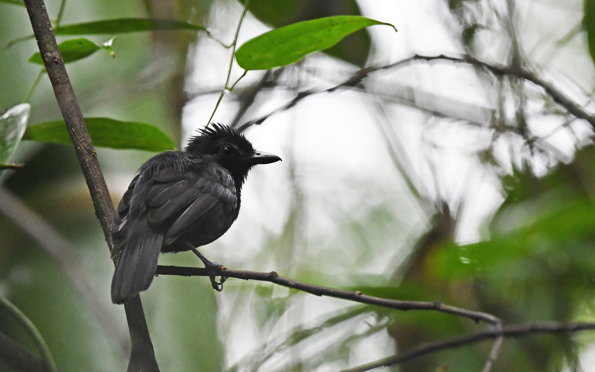 Black Antshrike (Thamnophilus nigriceps), photo 9