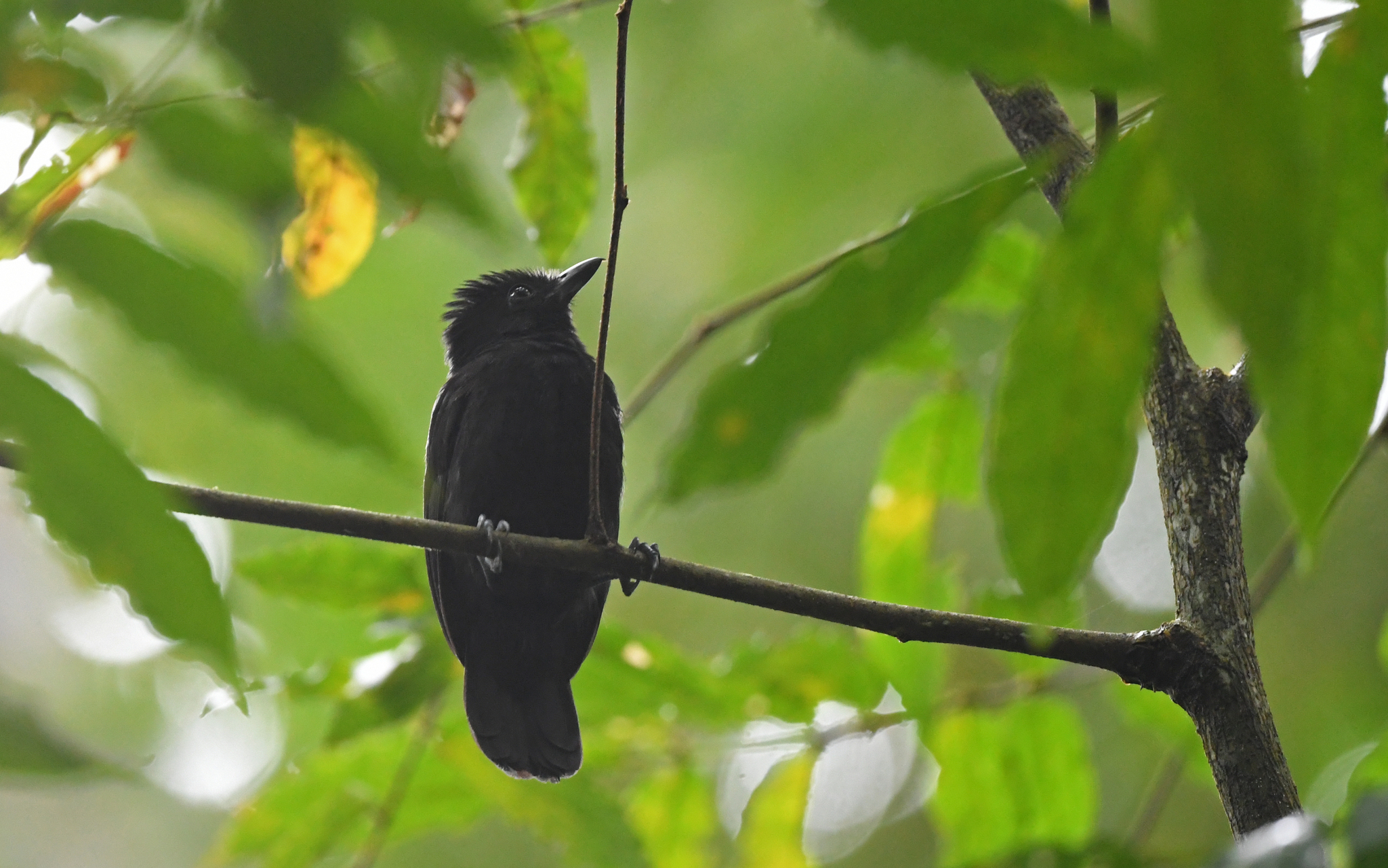 Black Antshrike (Thamnophilus nigriceps), photo 10