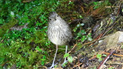Cundinamarca Antpitta photo 2