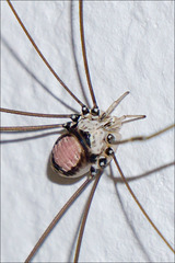 Leiobunum roseum