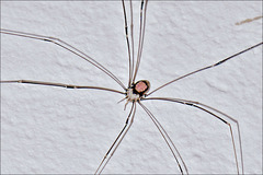 Leiobunum roseum