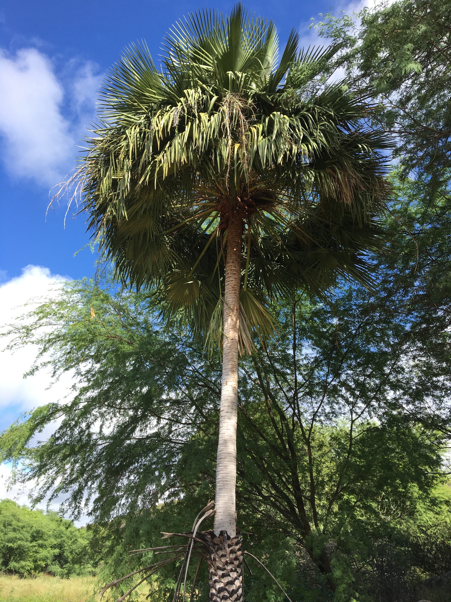 Copernicia prunifera