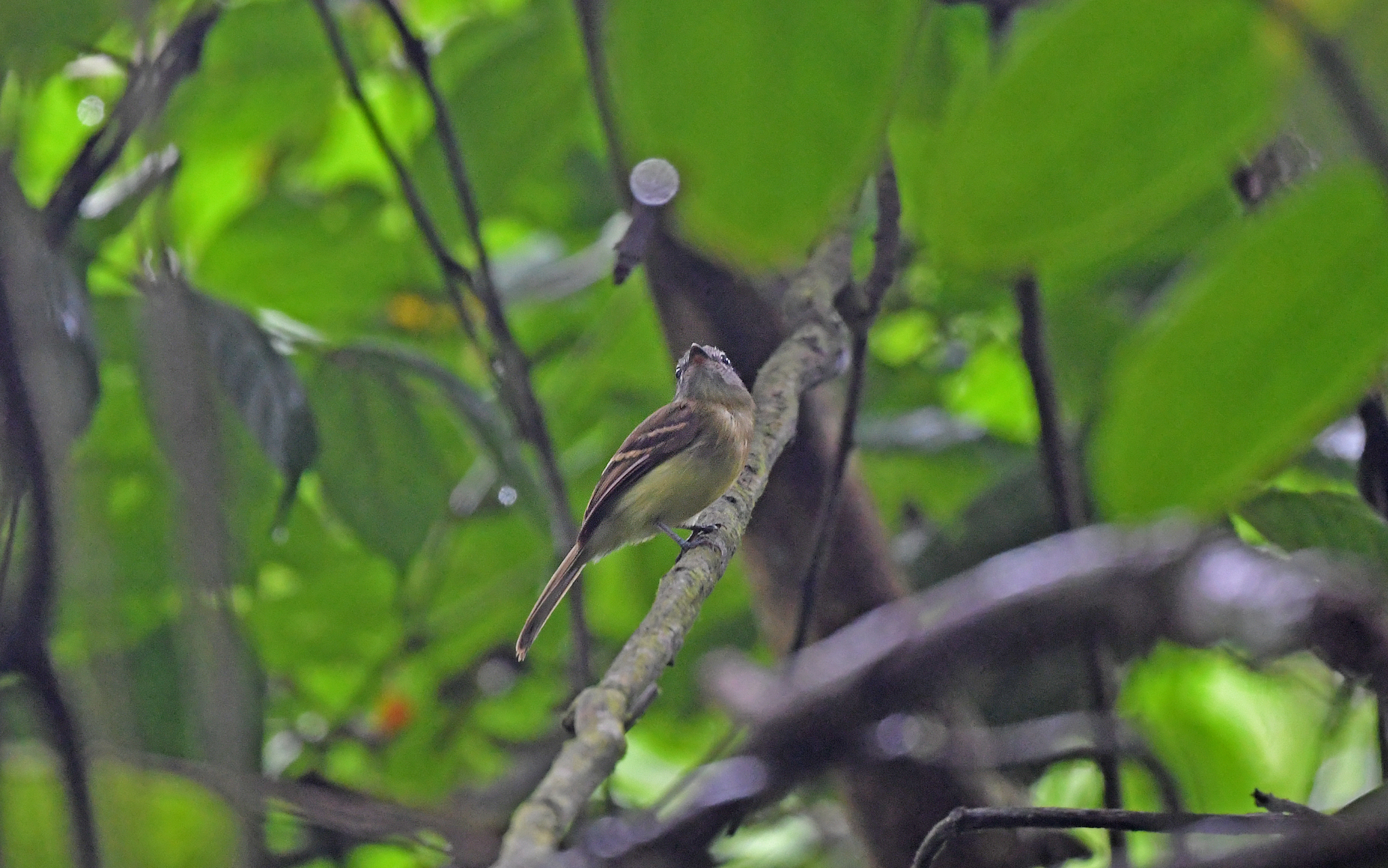 Black-billed Flycatcher (Aphanotriccus audax), photo 1