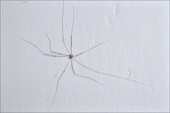 Leiobunum roseum