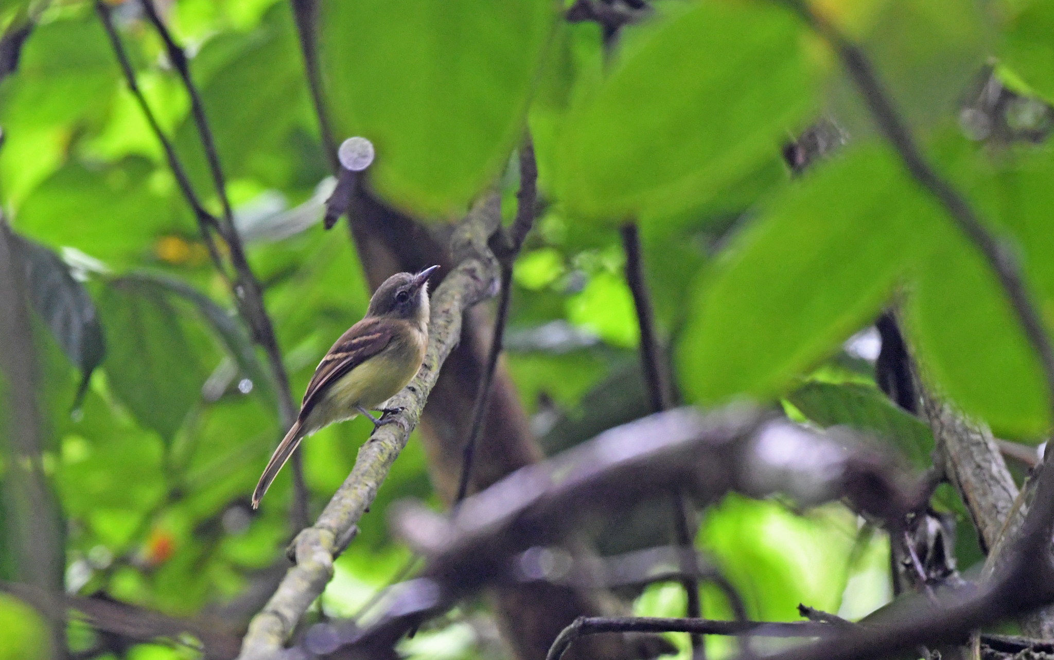Black-billed Flycatcher (Aphanotriccus audax), photo 2