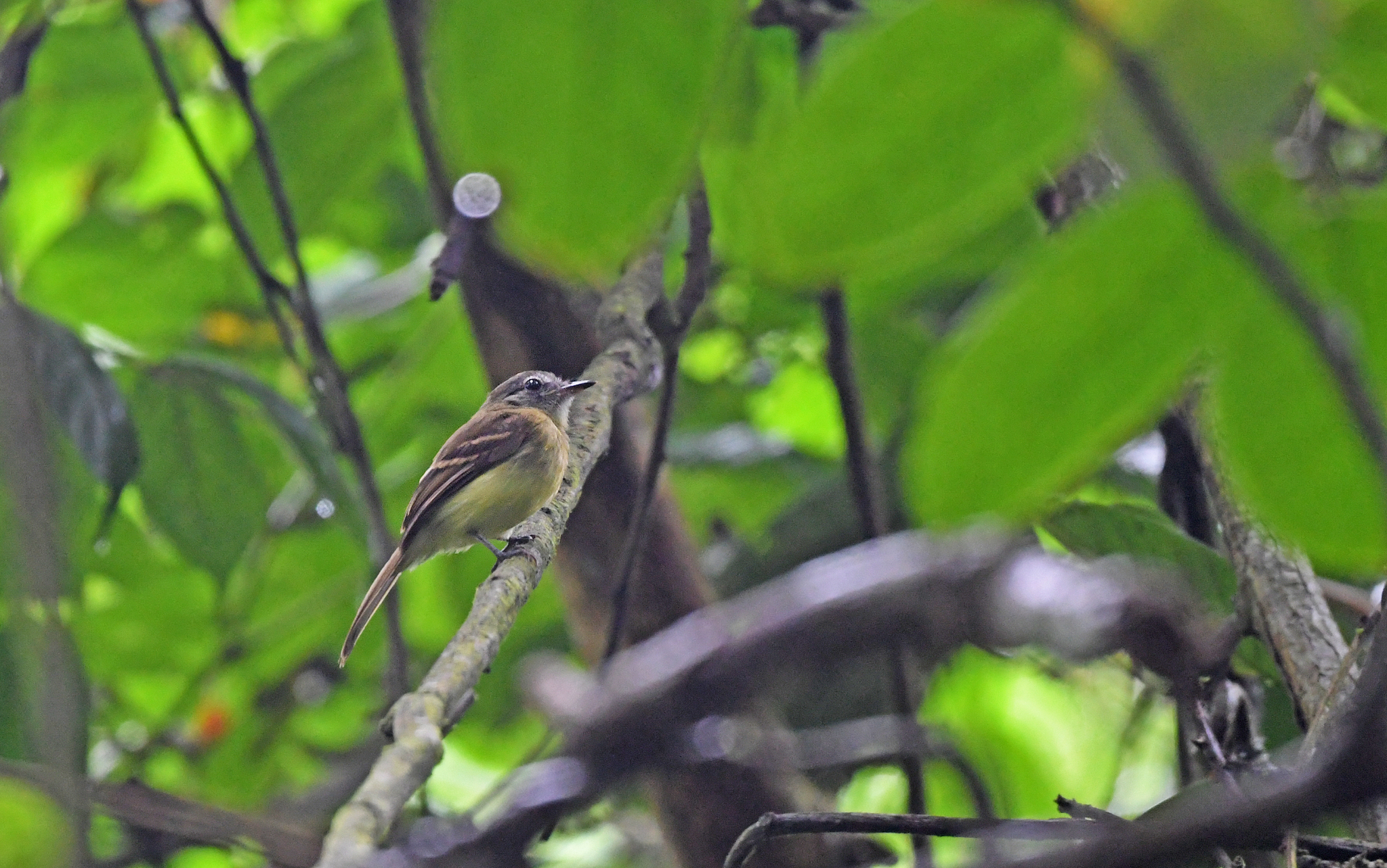 Black-billed Flycatcher (Aphanotriccus audax), photo 3