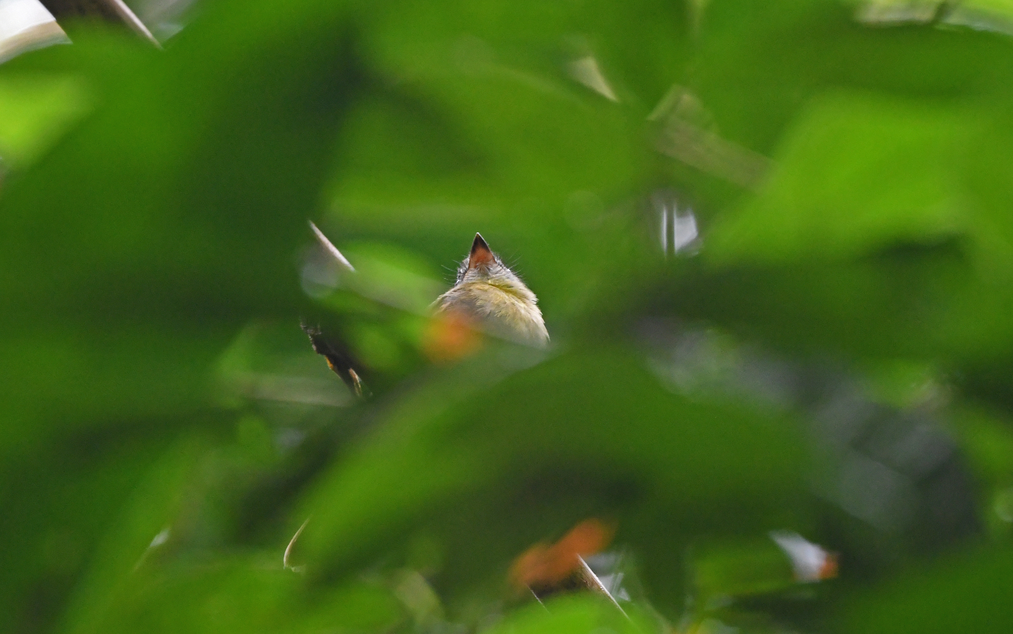 Black-billed Flycatcher (Aphanotriccus audax), photo 4
