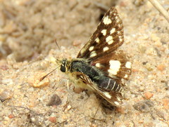 Spialia