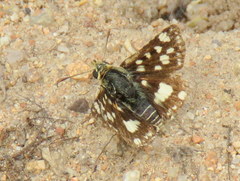 Spialia