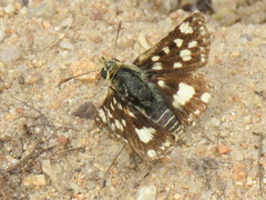 Spialia