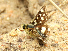 Spialia