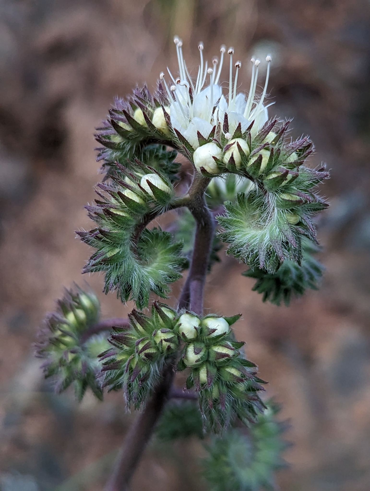 Phacelia egena