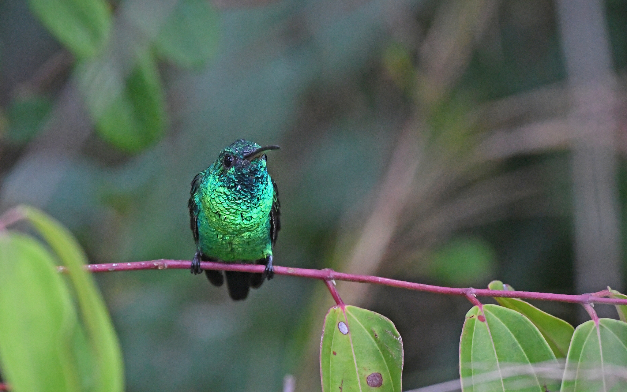 Shining-green Hummingbird (Chrysuronia goudoti), photo 4