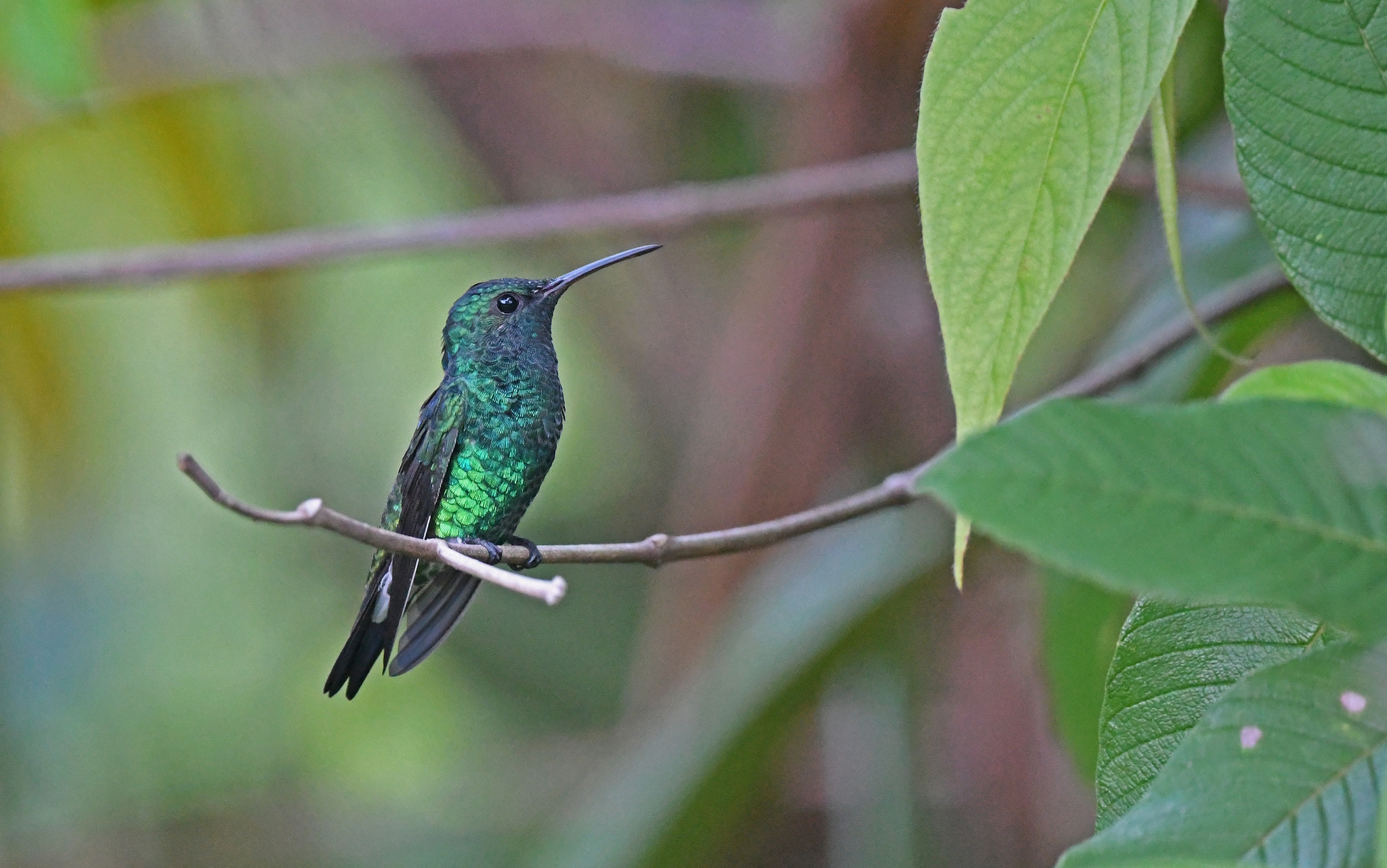 Shining-green Hummingbird (Chrysuronia goudoti), photo 5