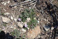 Ruellia pilosa
