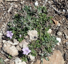 Ruellia pilosa