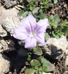 Ruellia pilosa