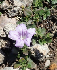 Ruellia pilosa