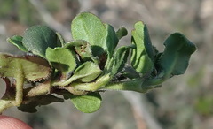 Ruellia pilosa