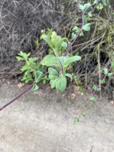 iNaturalist observation photo of Southern Honeysuckle