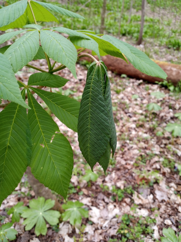 Buckeye Petiole Borer