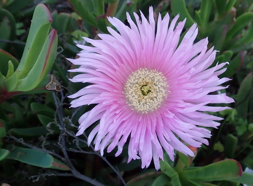 Carpobrotus mellei (Carpobrotus mellei)