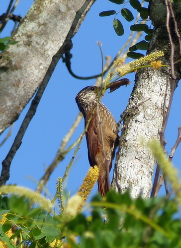 Straight-billed Woodcreeper (Dendroplex picus), photo 5