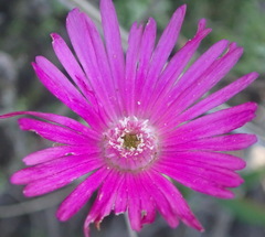 Delosperma neethlingiae