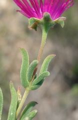 Delosperma neethlingiae