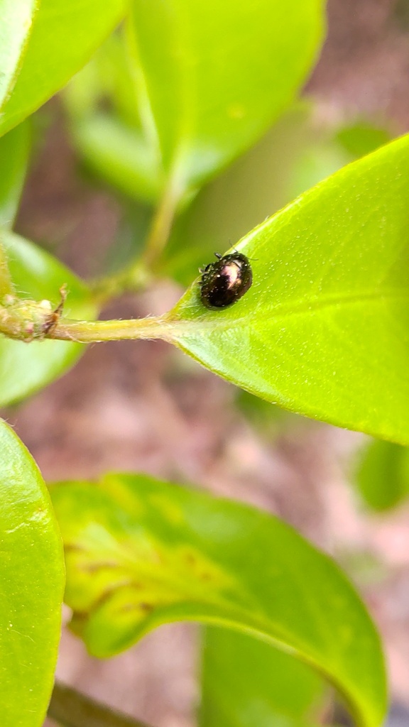 Oomorphoides cupreatus from 日本、京都府 on April 14, 2023 at 0324 PM by