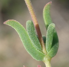 Delosperma neethlingiae