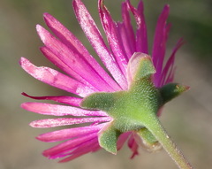 Delosperma neethlingiae