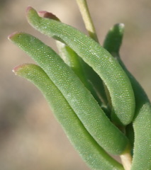 Delosperma neethlingiae