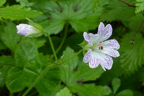 Image of Geranium versicolor by no rights reserved