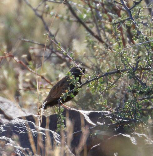 Black-eared Sparrow-Lark (Eremopterix australis)