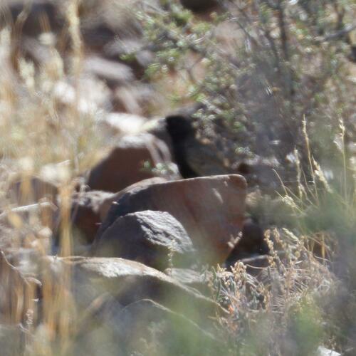 Black-eared Sparrow-Lark (Eremopterix australis), photo 2