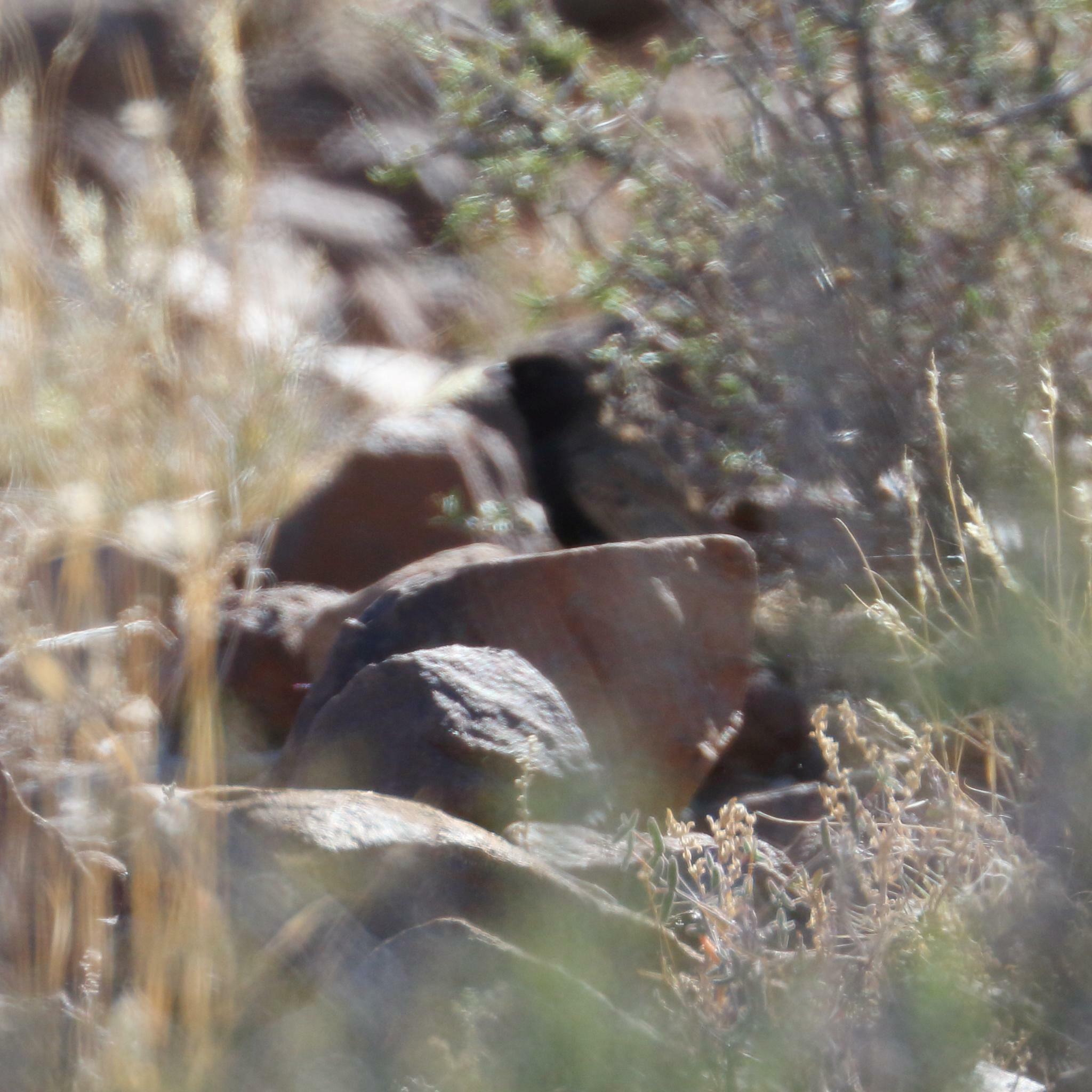 Black-eared Sparrow-Lark (Eremopterix australis), photo 2