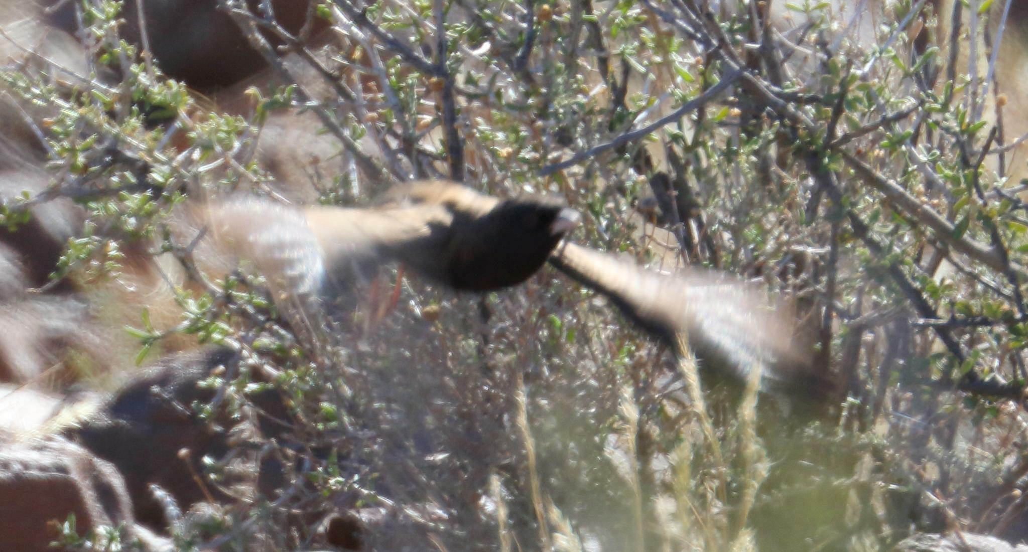 Black-eared Sparrow-Lark (Eremopterix australis), photo 3