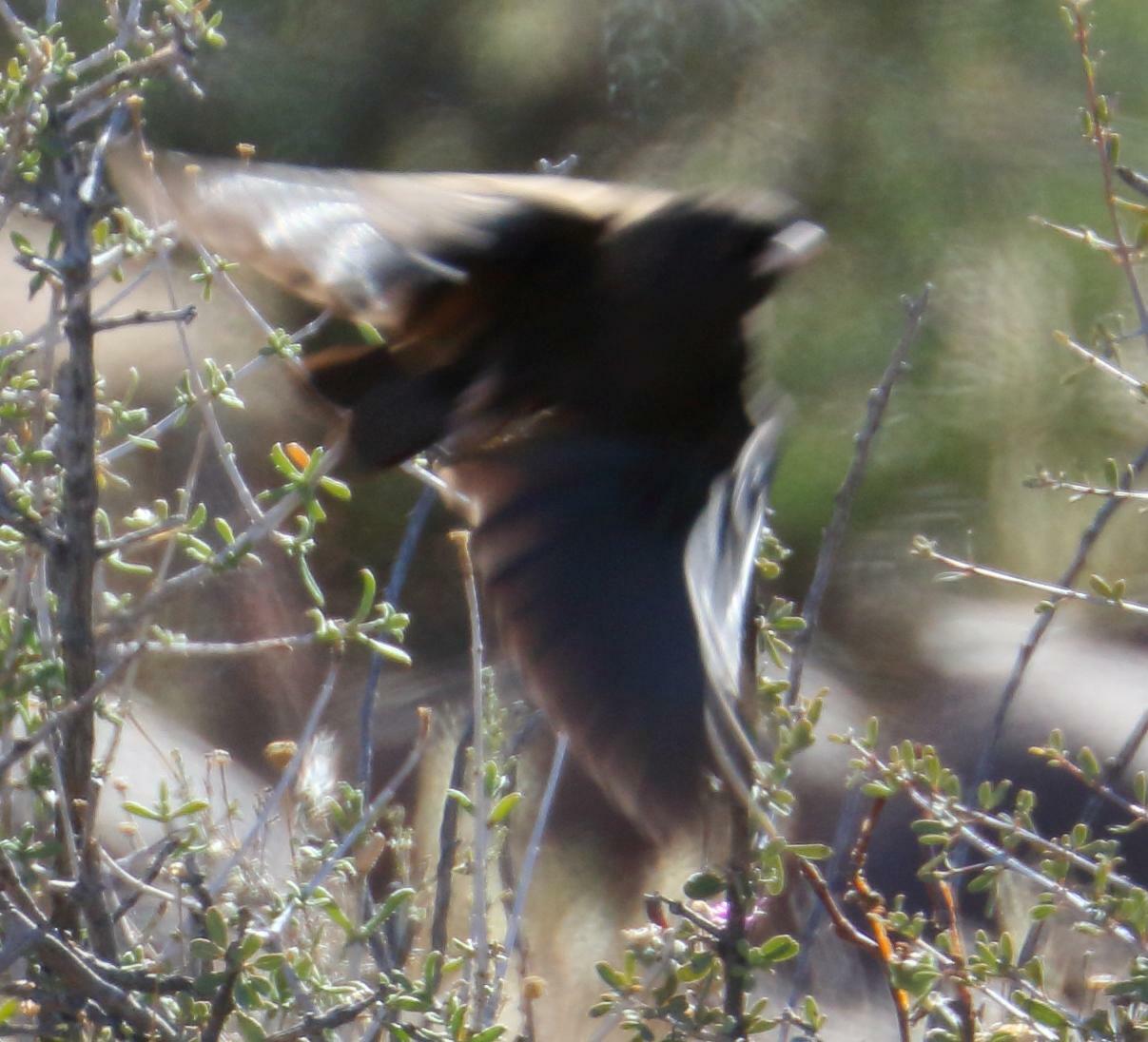 Black-eared Sparrow-Lark (Eremopterix australis), photo 4
