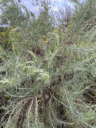 iNaturalist observation photo of California sagebrush