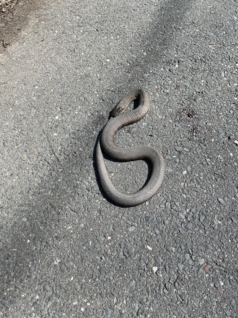 Northern Watersnake from Haynes Rd, Avon, CT, US on April 14, 2023 at 1052 AM by daiva11