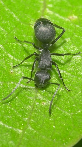 刻点多刺蚁Polyrhachis punctillata