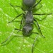 Polyrhachis punctillata - Photo (c) Dinesh Sharma, some rights reserved (CC BY-NC), uploaded by Dinesh Sharma