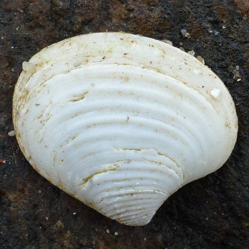 elliptical astarte