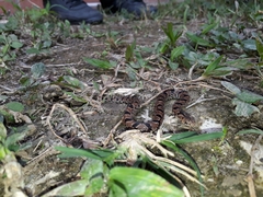 Stenorrhina degenhardtii