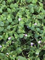 Linderniaceae