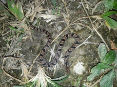 Stenorrhina degenhardtii
