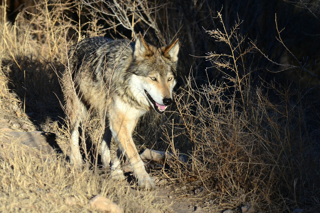 Lobo
