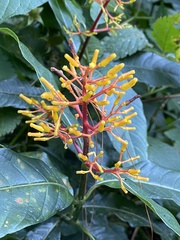 Palicourea padifolia image