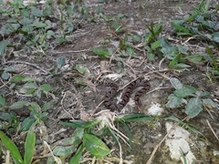 Stenorrhina degenhardtii
